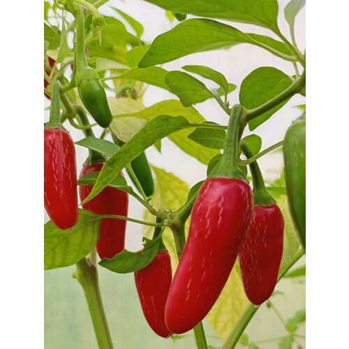     Jalapeno mini red (  ), 5    -     , -, 