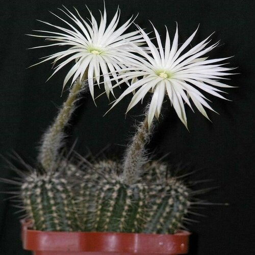     (Setiechinopsis MIRABILIS),    -     , -, 