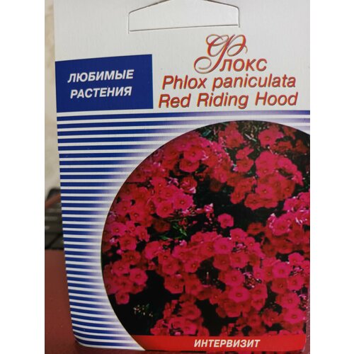   Phlox paniculata Red Riding Hood    -     , -, 