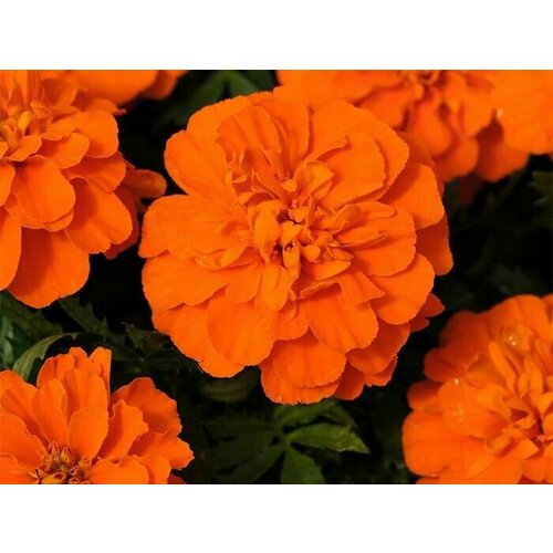     Bonanza Deep Orange   -     , -, 