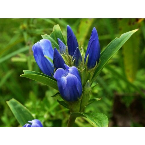   (Gentiana triflora),   280 