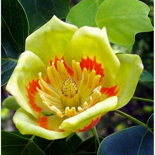   (Liriodendron tulipifera)   -     , -, 