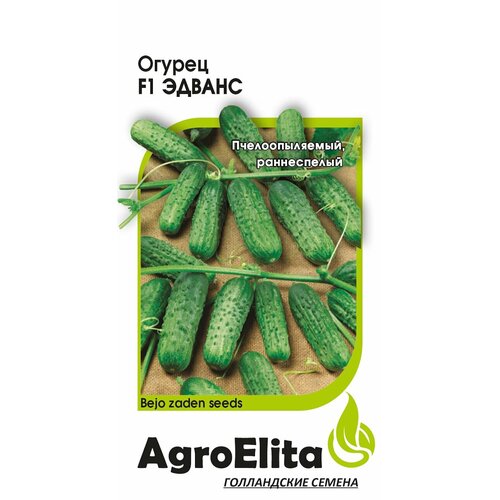     F1, 10, AgroElita, Bejo   -     , -, 