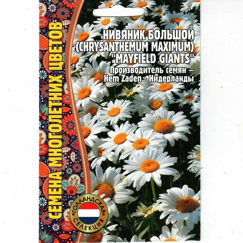    / Chrysanthemum maximum,  ( 1 : 0.2   )   -     , -, 