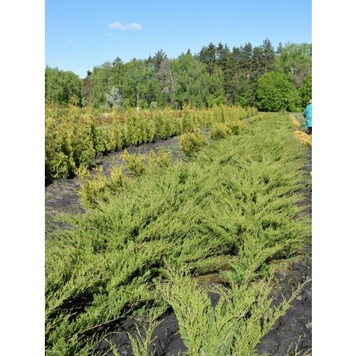     (Juniperus pseudosabina), 15    -     , -, 