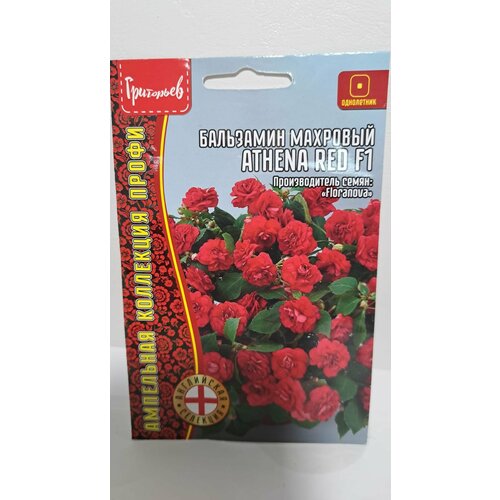    Athena Red F1 5    (2  )   -     , -, 