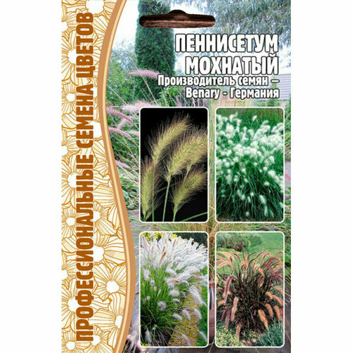     (Pennisetum villosum) (10 )   -     , -, 