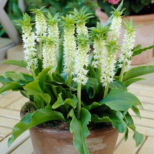    (Eucomis ZAMBESIACA),    -     , -, 