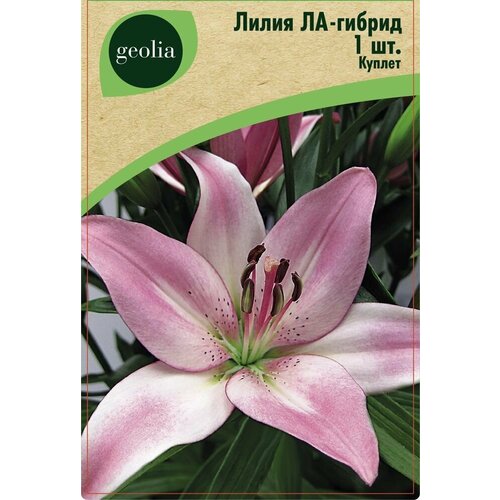   Geolia -    -     , -, 