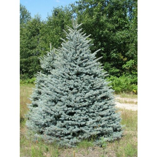      (Picea pungens glauca kaibab), 20    -     , -, 