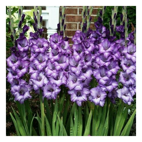     (3 ). Holland Bulbs ().   -     , -, 