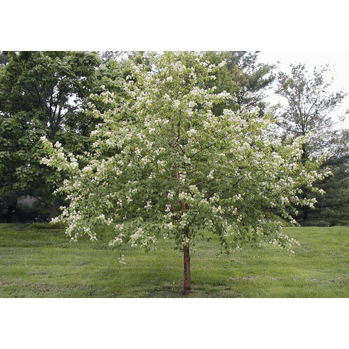    (. Prunus maackii)  15,   590 