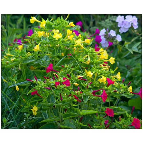    -   (. Mirabilis jalapa)  8   -     , -, 