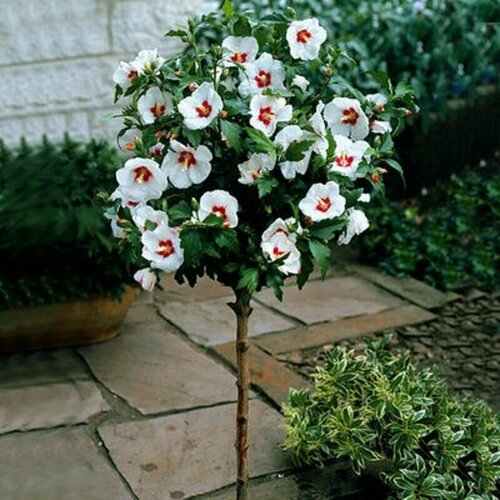    (Hibiscus SYRIACUS 'RED HEART ROSE OF CHIFFON),    -     , -, 