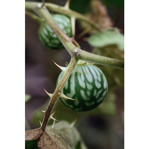   (. Solanum Viarum)  10   -     , -, 