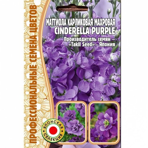      Cinderella purple (5 )   -     , -, 