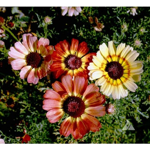    -  (. Chrysanthemum carinatum)  50   -     , -, 