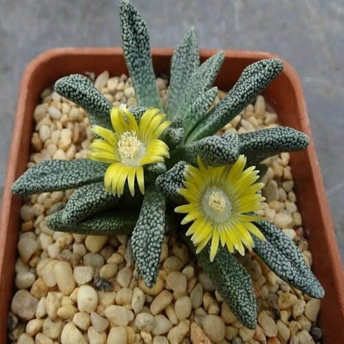     (Nananthus MARGARITIFERUS),    -     , -, 