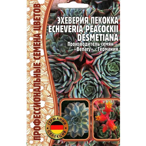    Echeveria peacockii desmetiana ,  ( 1 : 5  ),   240 
