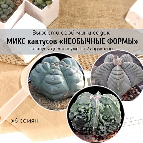           / Astrophytum myriostigma Kikko Nudum   -     , -, 