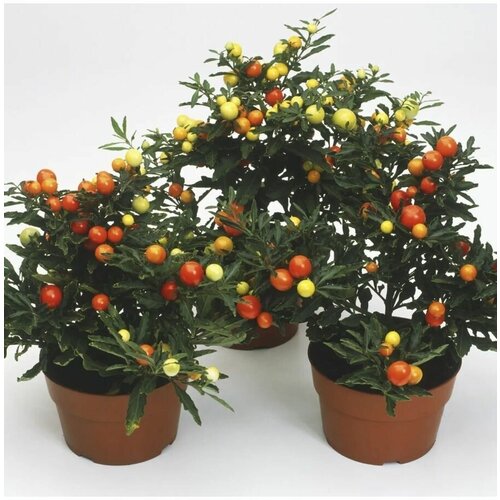    (Solanum capsicastrum) 4 .   -     , -, 