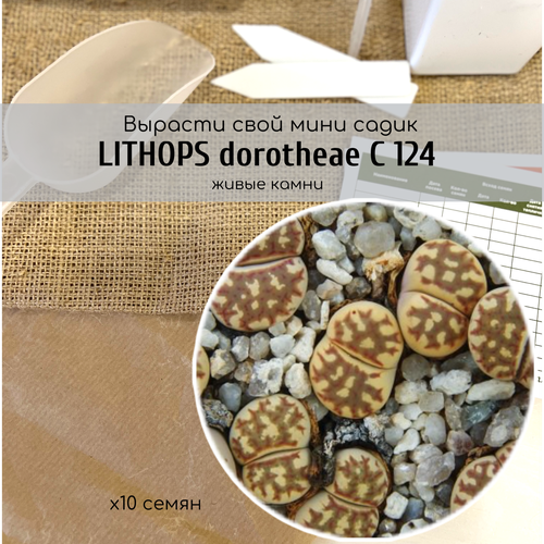    Lithops dorotheae C124  /       -     , -, 