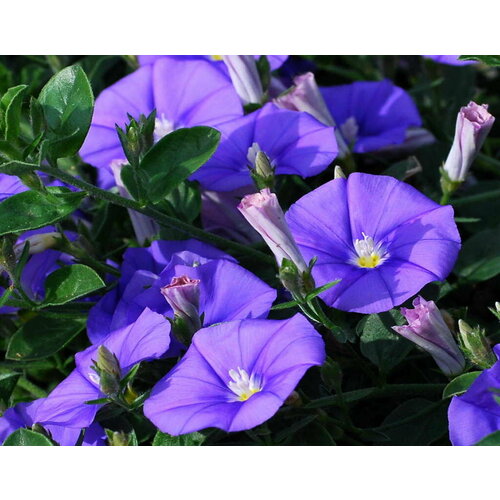    (. Ipomoea purpurea)  25   -     , -, 