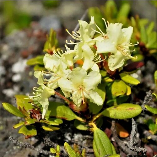      (, Rhododendron aureum) 25 .   -     , -, 