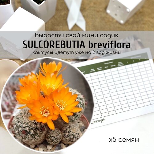   ,    (Sulcorebutia breviflora)      ,   360 