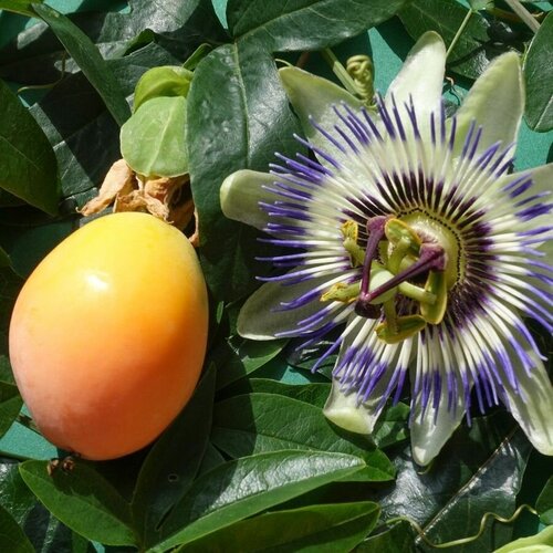     () / Passiflora caerulea, 5    -     , -, 