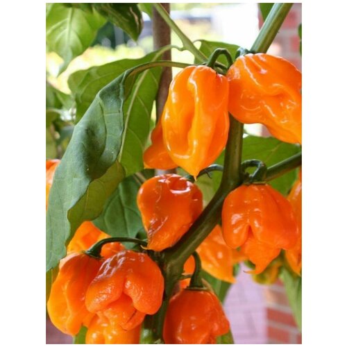     Trinidad Scorpion orange /   , 5    -     , -, 