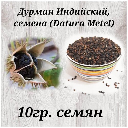   ,  (Datura Metel) 5 ( 250-300 )   -     , -, 