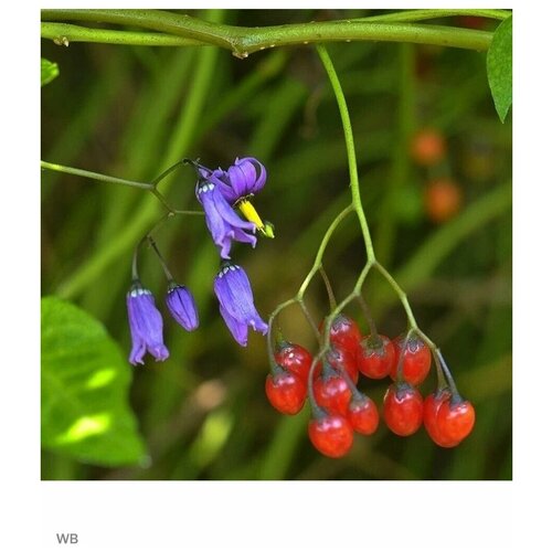    - (Solanum dulcamara) 5 .,   430 