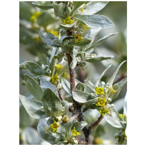      (Elaeagnus commutata), 20    -     , -, 