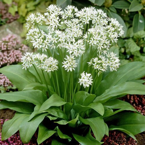   -  (. Allium ursinum)  35   -     , -, 