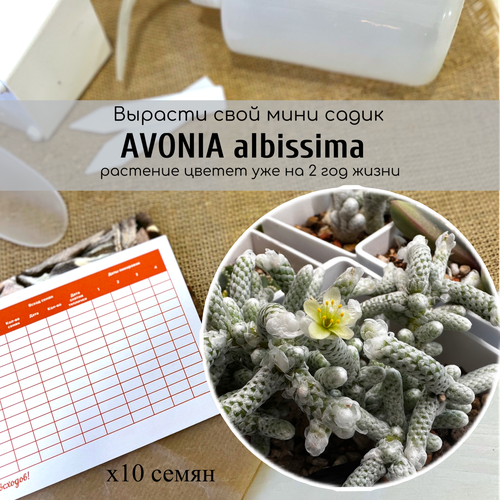   Avonia albissima   /   .   Anacampseros albissima,   390 