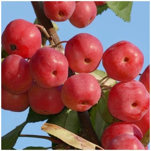      (Malus baccata) 3 .,   430 