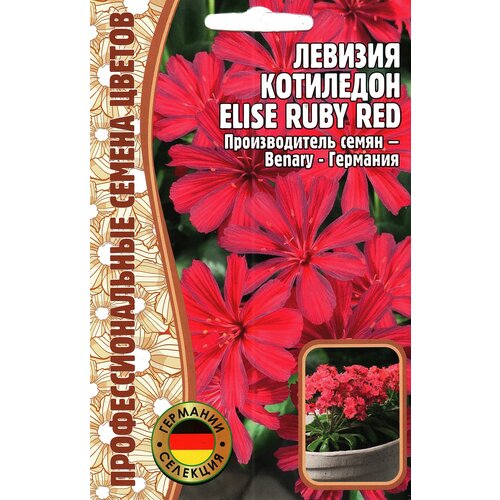    ELISE RUBY RED,  ( 1  : 3  )   -     , -, 