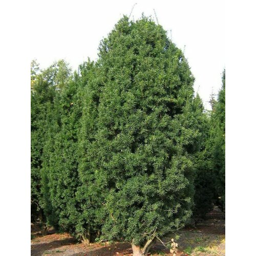      (Taxus media Hicksii), 10    -     , -, 