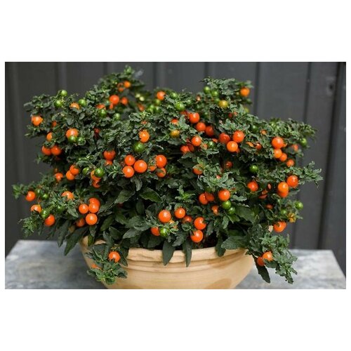    (. Solanum villosum)  25   -     , -, 