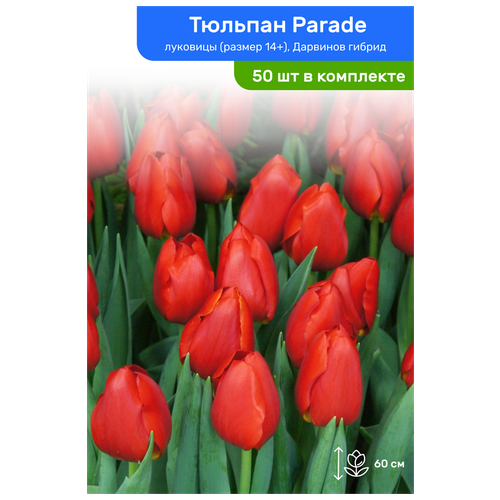   Parade (), ,  14+,   50    -     , -, 