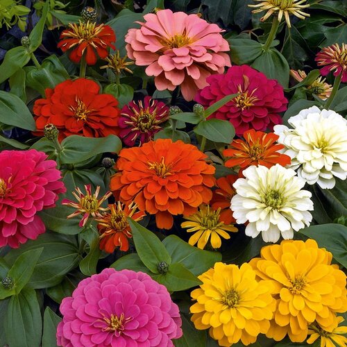   -  (. Zinnia elegans)  30   -     , -, 