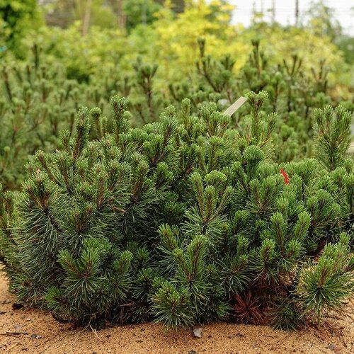      (Pinus mugo Pumilio), 20    -     , -, 
