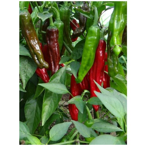     Pepperoncini Italy ( ), 5    -     , -, 