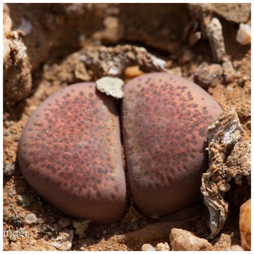      Lithops Terricolor C 254 10 .   -     , -, 