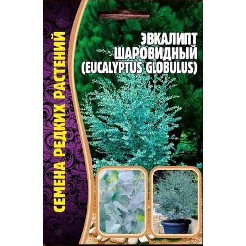     (Eucalyptus Globulus) (10 )   -     , -, 