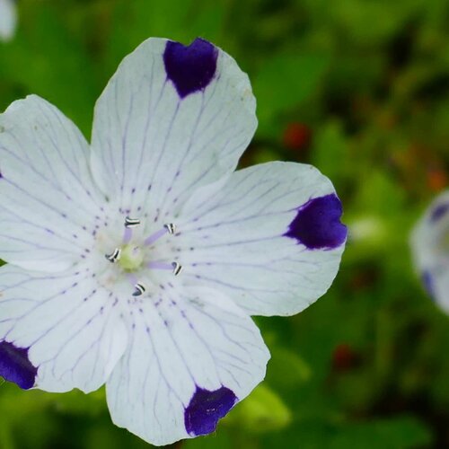    (. Nemophila maculata)  35   -     , -, 