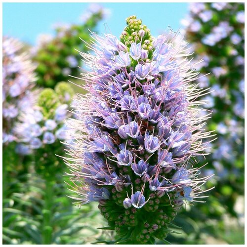    (. Echium vulgare) 150   -     , -, 