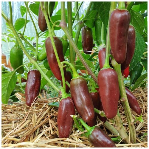      Jalapeno Brown 5 .   -     , -, 