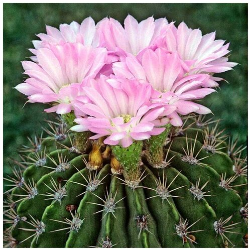      Acanthocalycium violaceum VG-302 10 .   -     , -, 